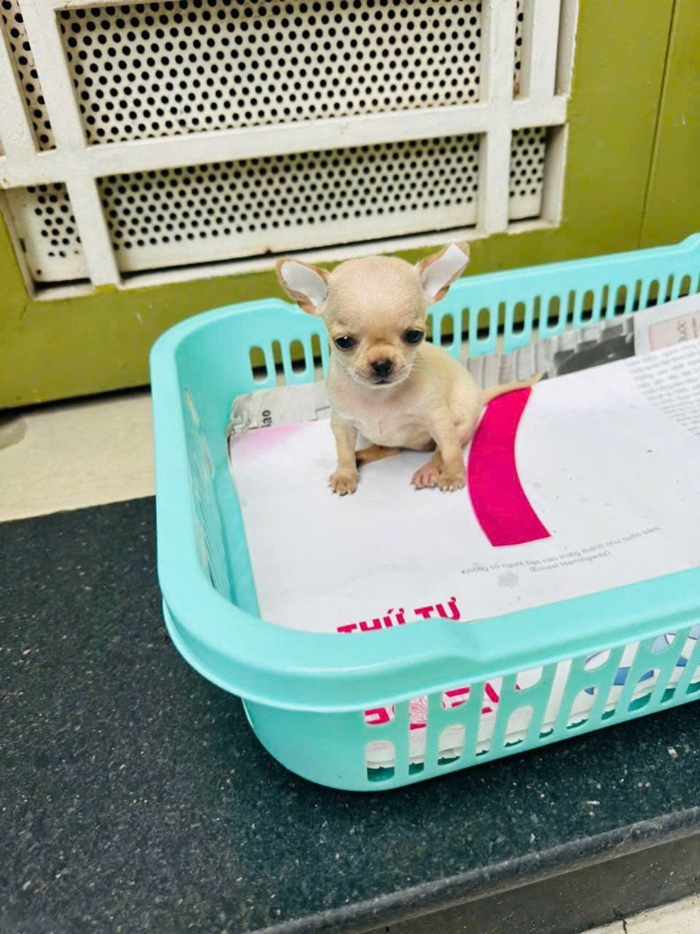 Bé Chihuahua siêu đáng yêu tìm chủ mới!