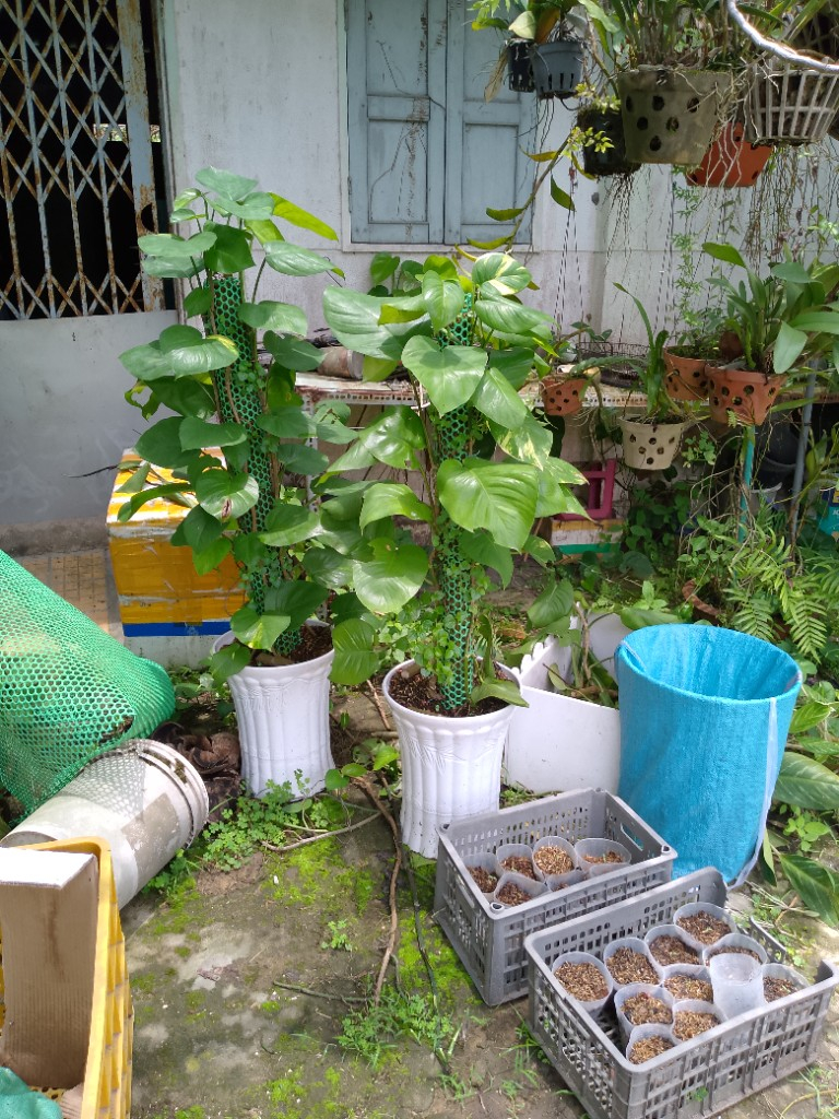 Trầu bà cột việt nam