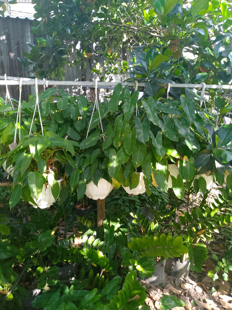 Trầu bà tỉ phú