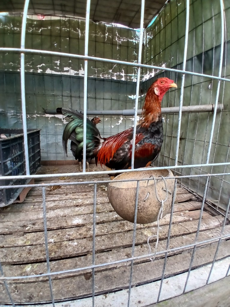 Gà tre đá  1ky7 zin ae cần id