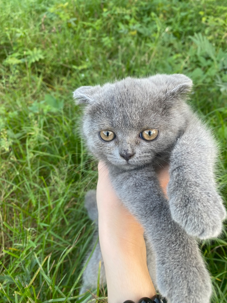 Mèo anh lông ngắn thuần chủng xám cái