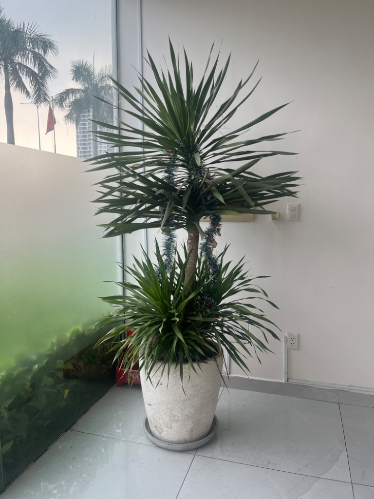 Cây cảnh trang trí nội thất sang trọng