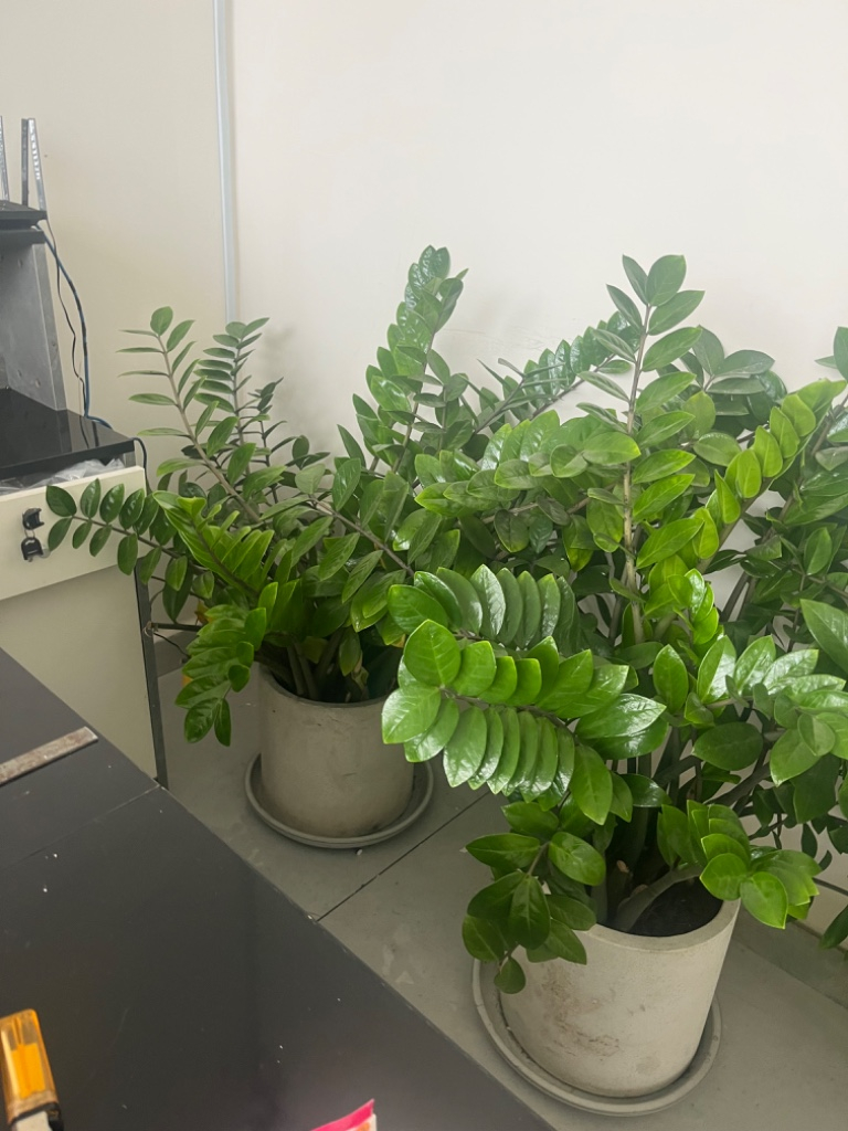 Kim Ngân đồng giá 150k/cây