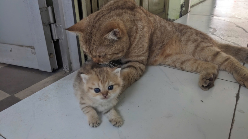 Mèo con tappy golden 7 tuần tuổi